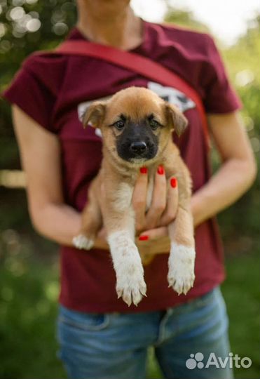 Щенок с грустными глазами