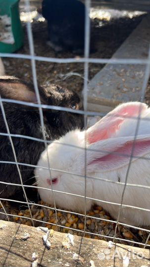 Продам мясо кролика