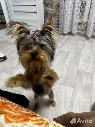 Йоркширский терьер