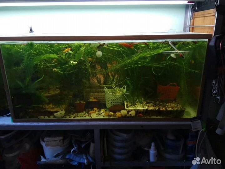Аквариум