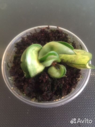 Хойя компакта вариегатная Мауна Лоа