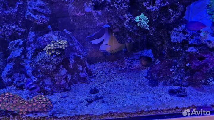 Морской аквариум 550л