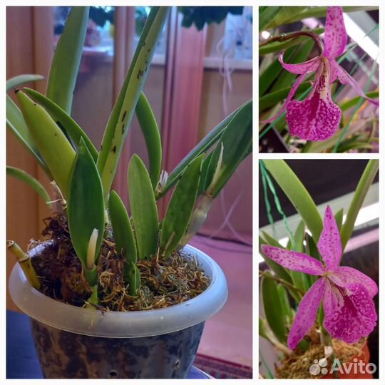 Орхидея, Bsn. Maikai' Louse