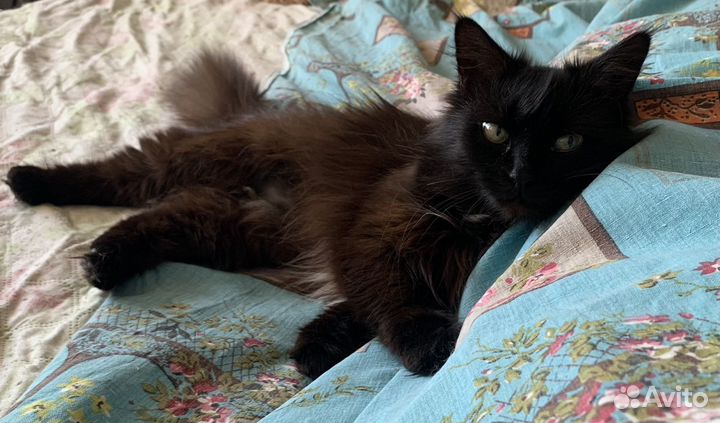 Кошечка очень ласковая