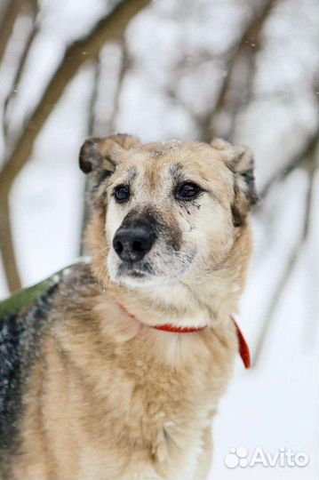 Собака с грустными глазами