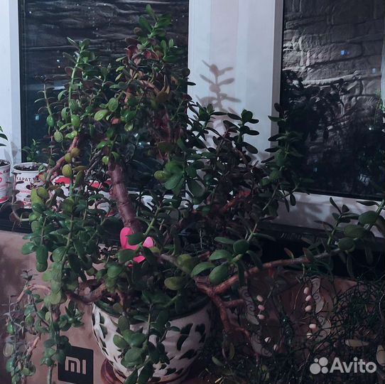 Толстянка денежное дерево