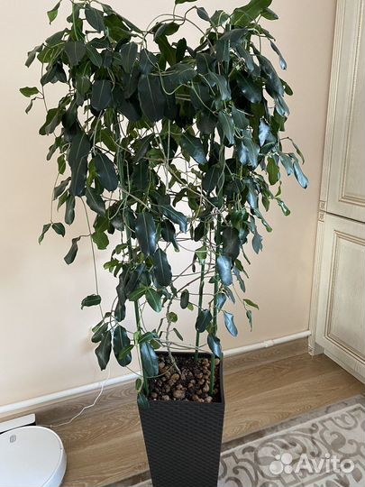 Фикус бенджамина большой