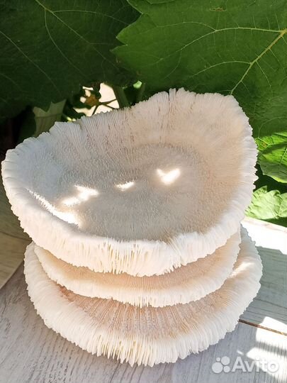 Коралл грибчатый