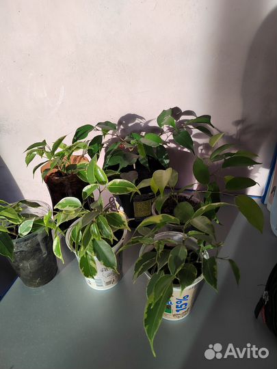 Фикус бенджамина