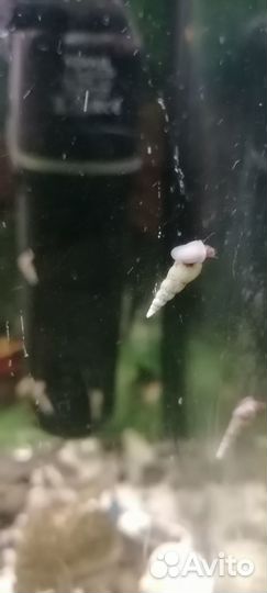 Улитка мелания