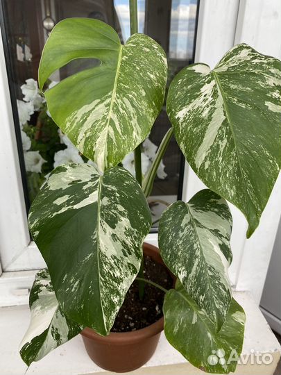Монстера вариегатная альба