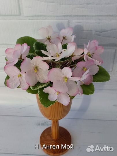 Фиалочки mini и полумини