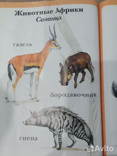 Моя первая книга энциклопедия малыша