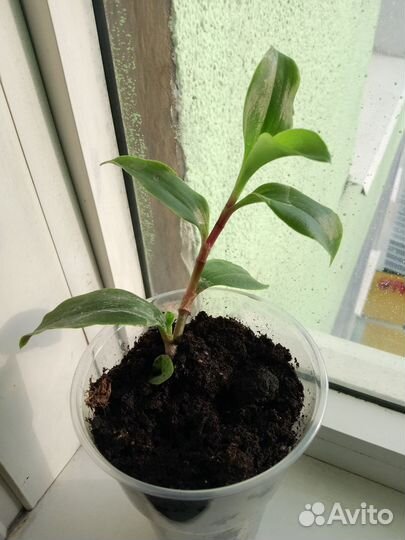 Традесканция нанук