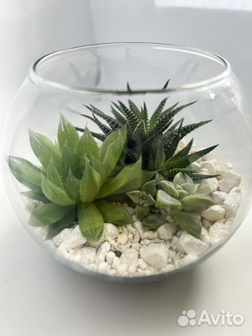 Флорариум с суккулентами