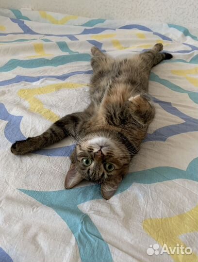 Кошка