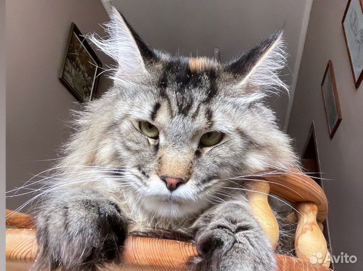 Мейн кун девочка