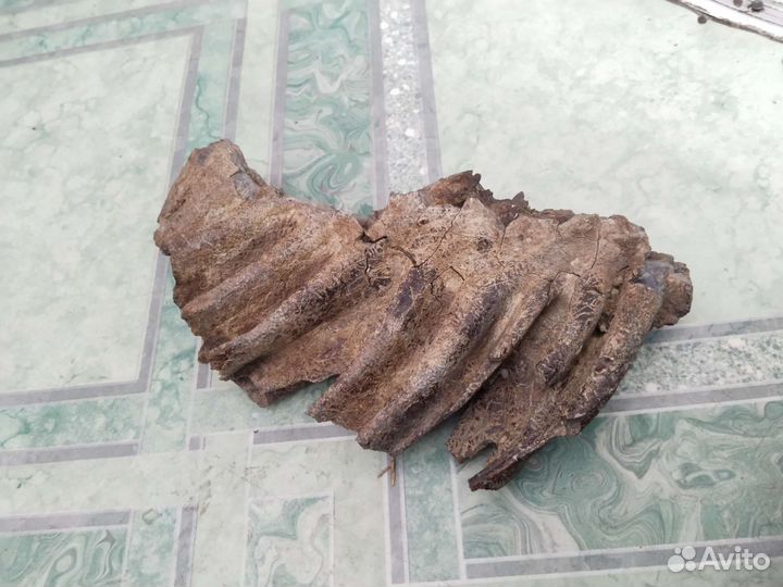 Зуб мамомта