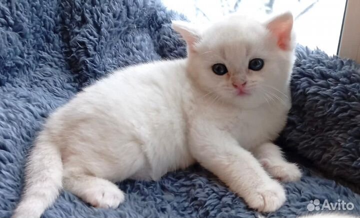 Британские котята