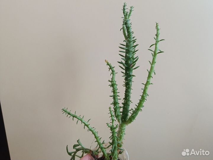 Суккуленты