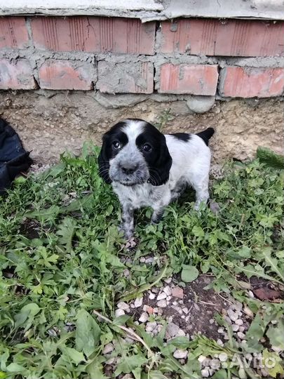 Собаки щенки спаниель