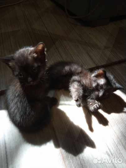 Котик в добрые руки