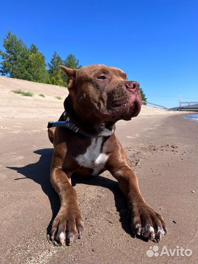 Вязка питбуль