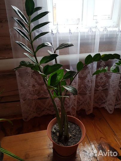 Замиокулькас долларовое дерево