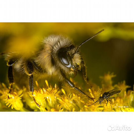 Объектив TTArtisan 40mm F2.8 Macro на все