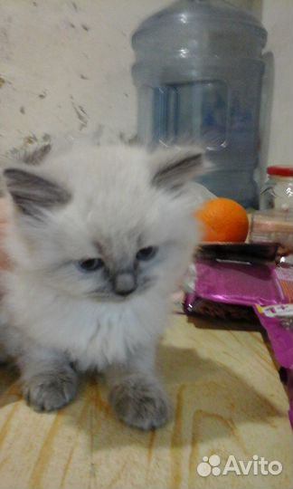 Котята ищют хозяина