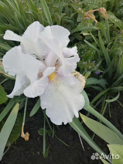 Садовые многолетние цветы