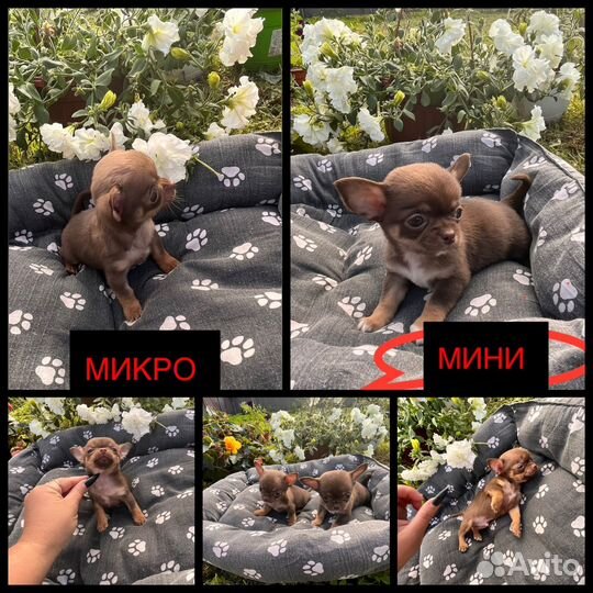 Щенок чихуахуа, микро 2 месяца