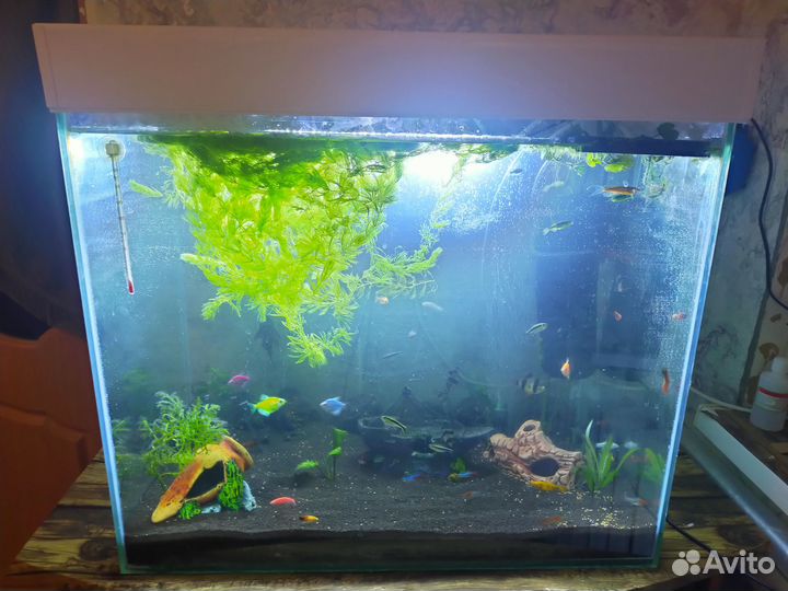 Продам аквариум со всем содержимым