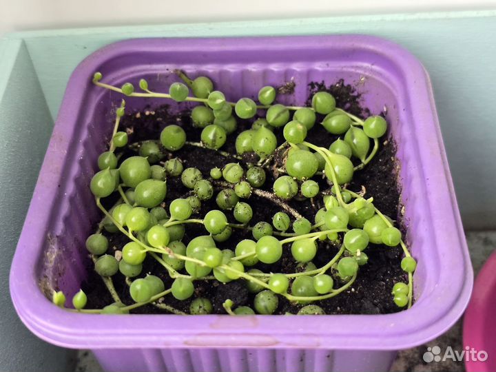 Крестовник роули