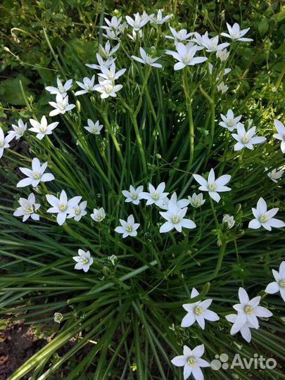 Барвинок, птицемлечник, мускари, шнит-лук