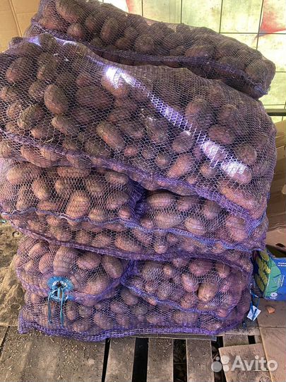 Картофель домашний