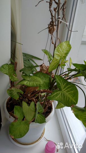 Комнатные растения