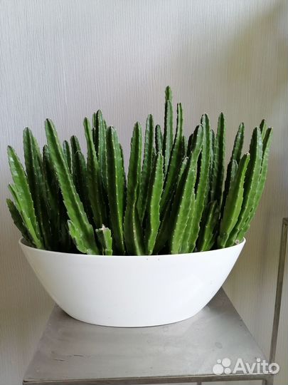 Стапелия крупноцветковая