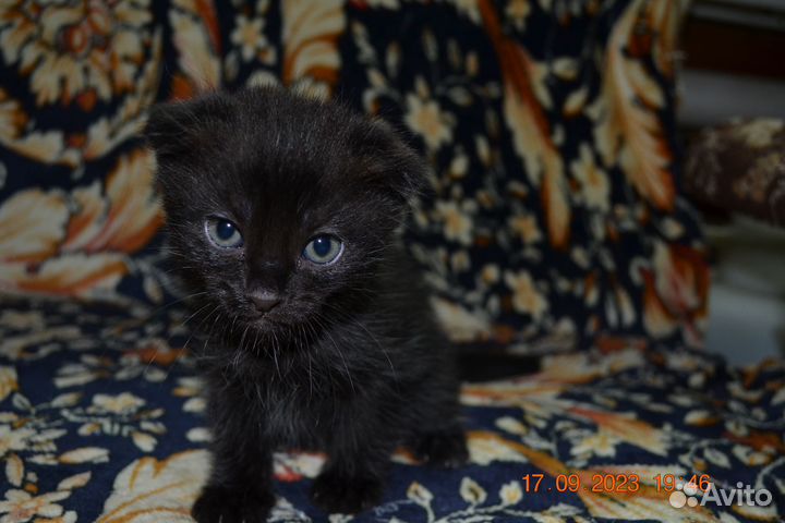 Вислоухие котята