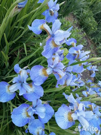 Цветы садовые