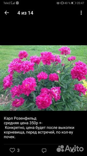 Пионы корни