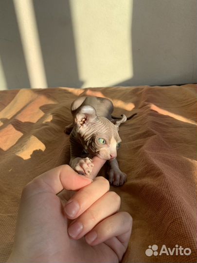 Котята эльфы