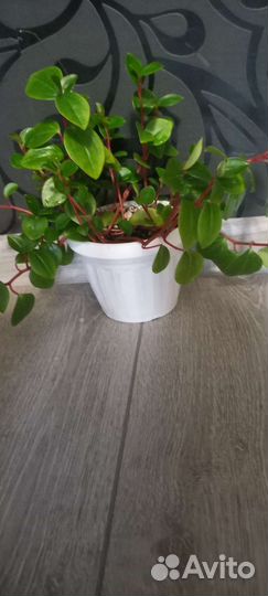 Пеперомия 200