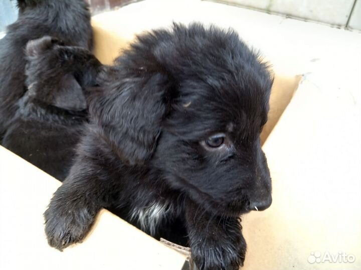 Щенки немецкой овчарки черные