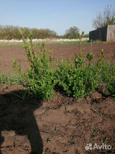 Бирючина обыкновенная