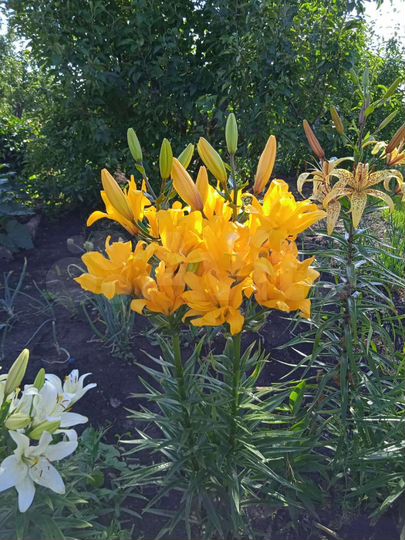 Участок 10 сот. (СНТ, ДНП)