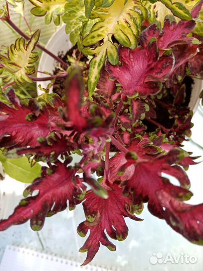 Колеусы.часть 4