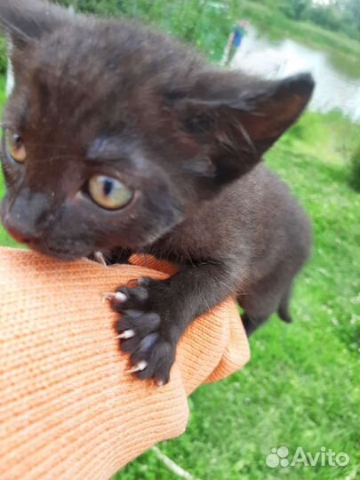 Котята в добрые руки бесплатно