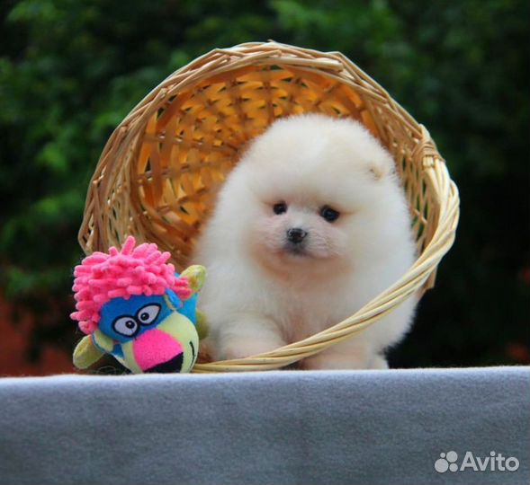 Померанские шпицы щенки