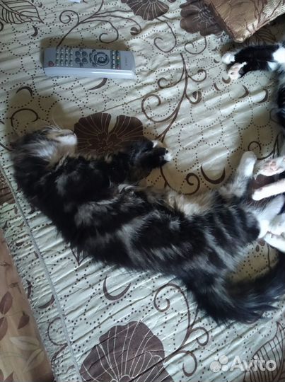 Котята ищут дом